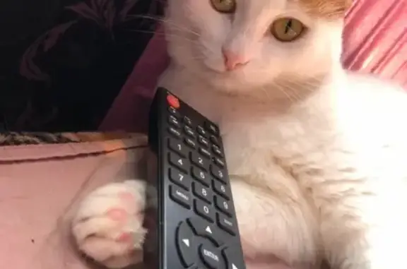 Кошки потеряшки, СНТ Октябрь, фото: Потеряшка кошка Маруся на СНТ Октябрь, район 16 улицы