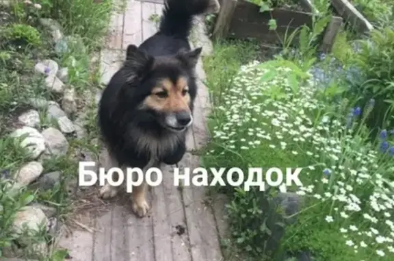 Собаки потеряшки, Архангельск, фото: Потеряшка собака Филя в Архангельске
