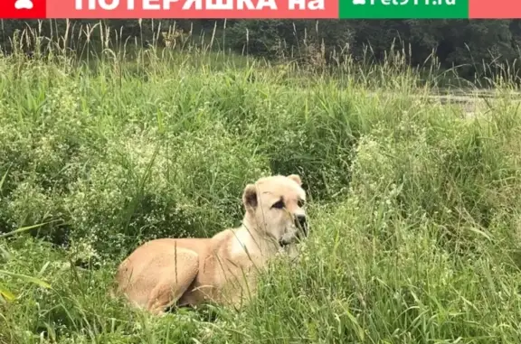 Пропала собака Гаур в Рузе, Московская область