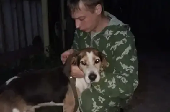 Пропала собака в д. Канино, Рязанская область