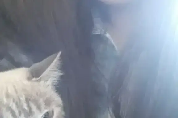 Пропала кошка в Чадане, Республика Тыва