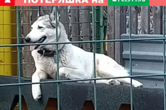 Пропала собака Рада в Березниках, Пермский край