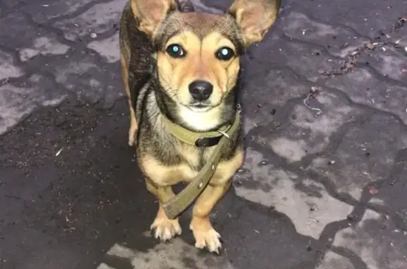 Найдена домашняя собака в Ленинском районе