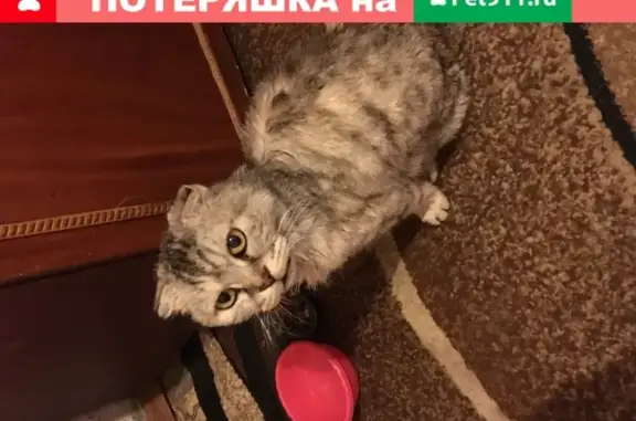 Найдена домашняя кошка на ул. Серова, 61