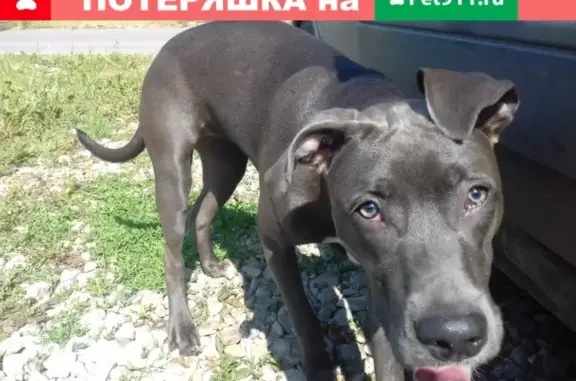 Найдена собака в Бугульме, ищем хозяина!