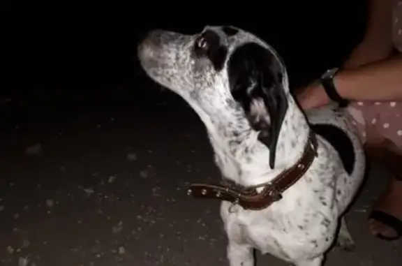 Найдена собака в Ангарском парке