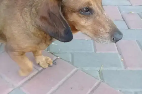 Найдена собака на северном рынке в Краснооктябрьском районе