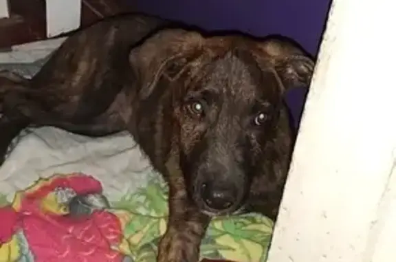 Найден щенок на улице 40 лет Победы в Анапе