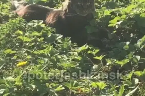 Кошки потеряшки, Новосибирск, фото: Потеряшка кошка в Новосибирске, вознаграждение!