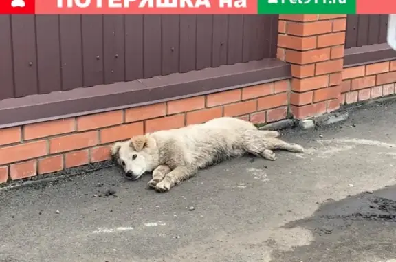 Найдена собака в д. Смолино, Кемеровская область
