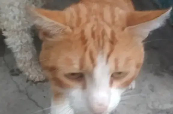 Потерялся кот на пр. Комсомольском 43