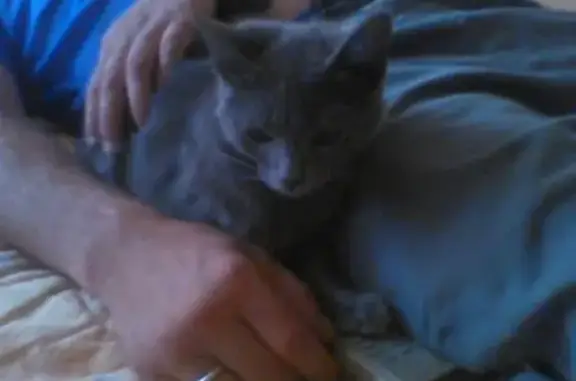 Найдена кошка в Новой Ладоге