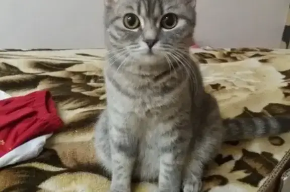 Кошки потеряшки, посёлок Нолька, фото: Потеряшка кошка в поселке Нолька, Республика Марий Эл