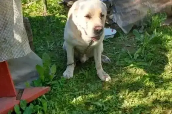 Собака найдена в Всеволожском районе, д. Колбино