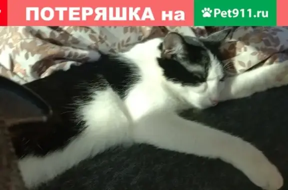Кошки потеряшки, Ближняя Игуменка, фото: Потеряшка черно-белая кошка в Ближней Игуменке, нужна помощь!