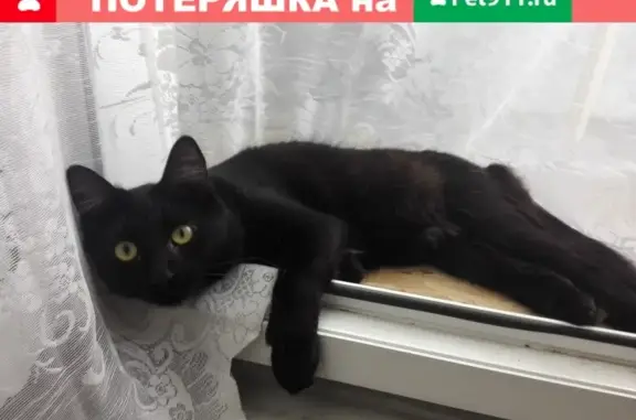 Пропал кот Тишка на ул. Гагарина, Малоярославец