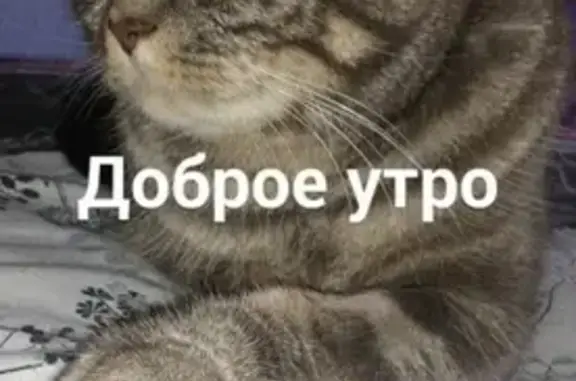 Кошки потеряшки, Ижевск, фото: Потеряшка кошка Арчи в Ижевске, Индустриальный район, д. 46.