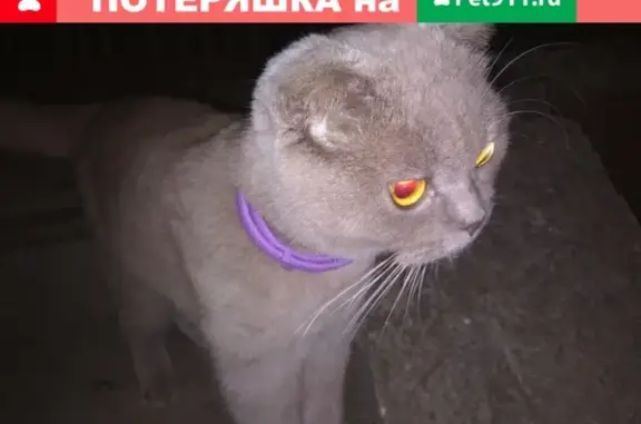 Найдена британская кошка на дачах в Сорокино, Курчатов