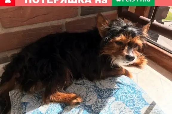 Найдена собака породы Йорк в районе Коврово, ищем старых хозяев!
