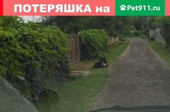 Найдена собака в СНТ Каменки, Сергиево-Посадский район