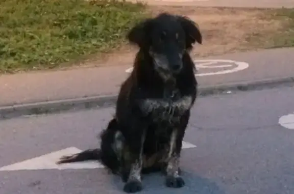 Найдена игривая собака в Кудрово, контакты в Ижевске
