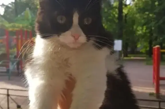 Найдена кошка в СПб, Невский р-он - ищу хозяев или передержку