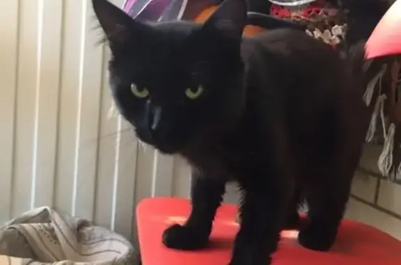 Найдена черная кошка в СПб, Красносельском р-не, у дома Спирина 3