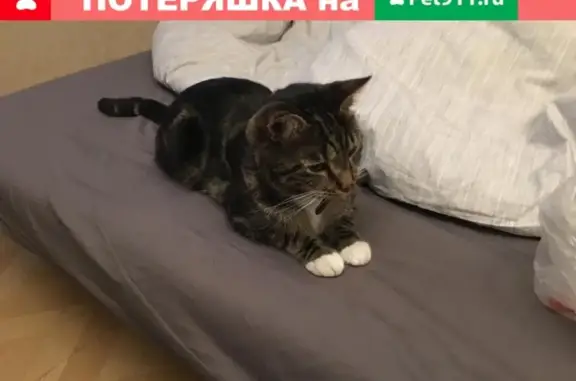 Кошки потеряшки, садоводческое некоммерческое товарищество Нева, фото: Потеряшка кот в массиве Грибное, Ленобласть