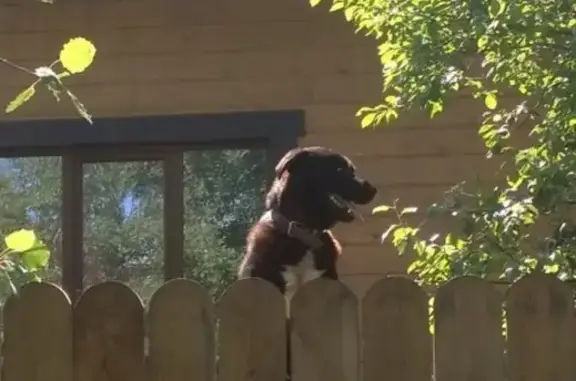 Собаки потеряшки, деревня Фрязино, фото: Потерян крупный пёс в Фрязино, МО!