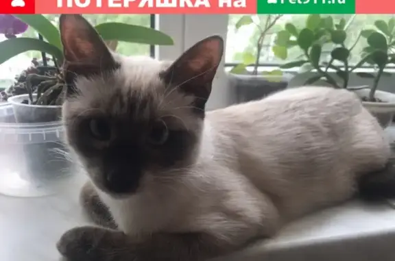 Пропала кошка в районе Ломоносова 14/20, нужна помощь