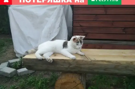 Пропала кошка на улице Чаплыгина в г. Жуковский