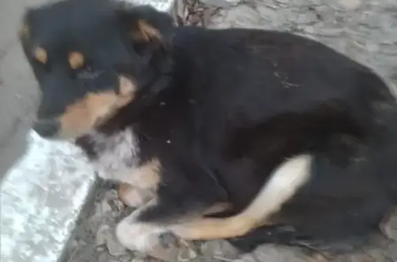 Пропала собака Зоя в Новомосковске
