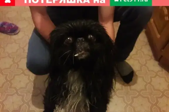 Найдена собака возле первой школы в Катайске