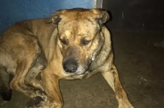 Найдена собака на Мисхорской улице в Ялте
