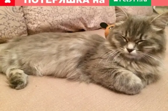Найдена кошка на ул. Кирова в Ижевске [id8438730|Андрей Волков]