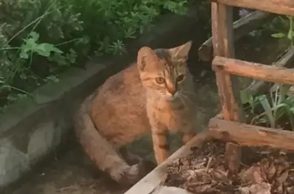 Найдена кошка на Широкой речке, Екатеринбург - контакты Людмилы