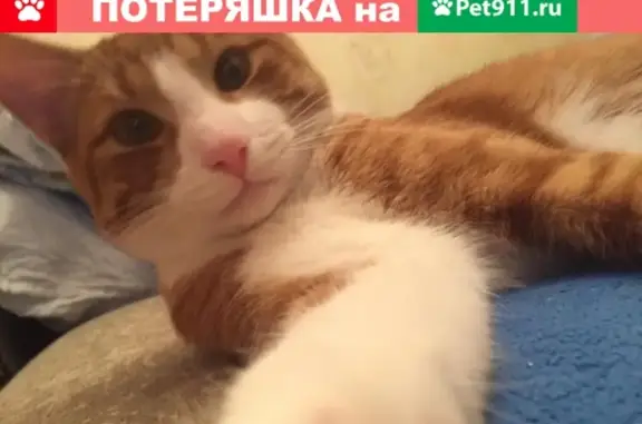 Пропал кот Стёпа в Канске, Красноярский край