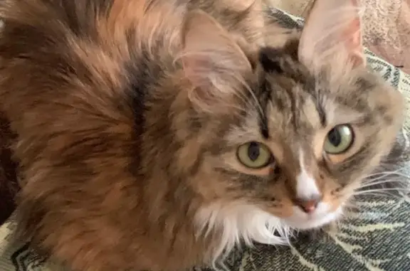 Кошки потеряшки, Ижевск, фото: Потеряшка кошка Чуча на ул. Пушкинской, д. 283, Ижевск