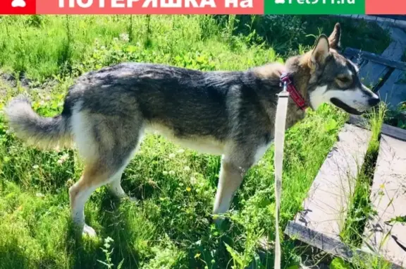 Пропала собака в СНТ Строитель, р-н Сибирской, Ленинградская область