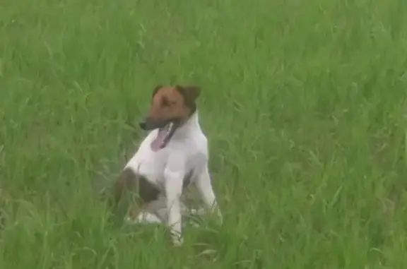 Пропала собака в Заинске, Республика Татарстан