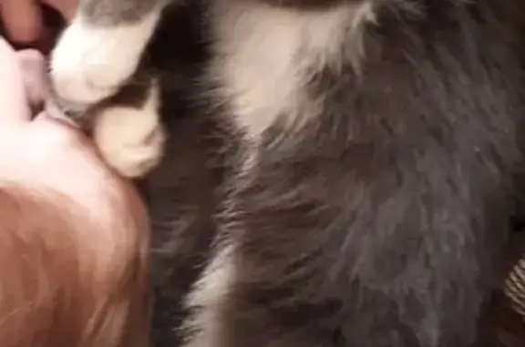 Кошки потеряшки, Киров, фото: Потеряшка кошка Джулия в Кирове