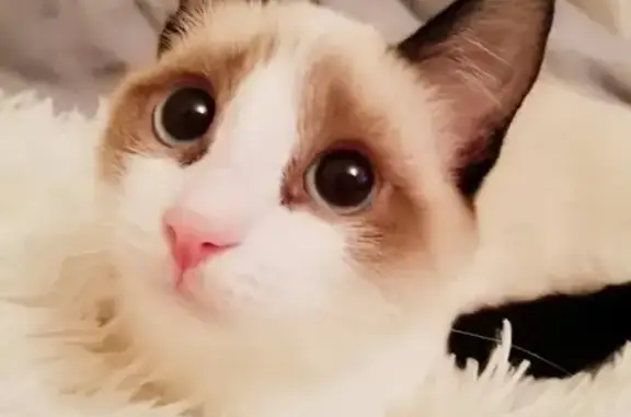 Потерянные животные Курган, фото: Пропала кошка на Карла Маркса 37, зовут Мотя.