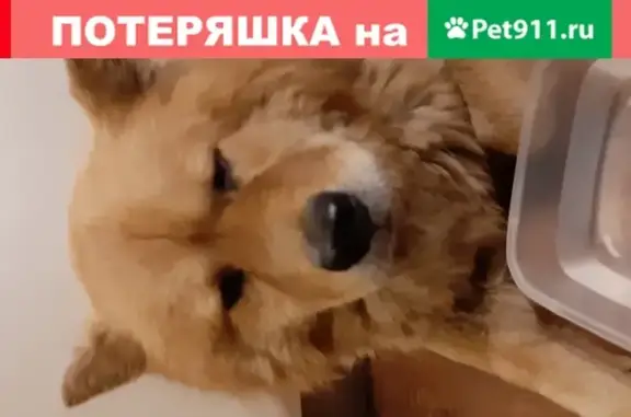 Найден рыжий пес на Запорожской улице, ищем хозяев