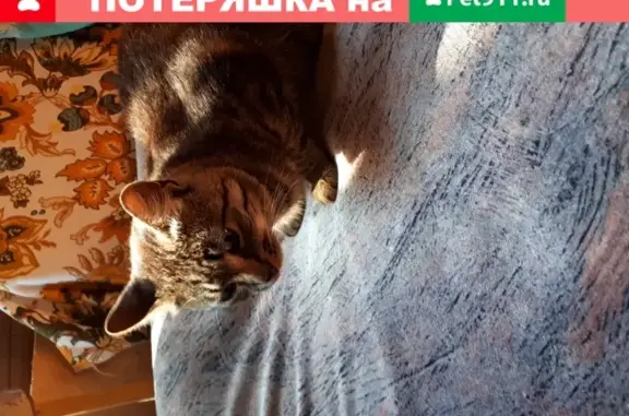Кот найден на Советской горе, Всеволожский район