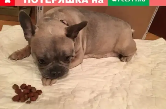 Найдена собака на Петровско-Разумовской платформе