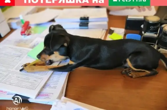 Найден щенок той терьера возрастом 8-10 мес. в Верее, Московская обл.