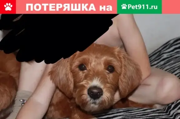 Пропала собака Мася в Северном районе Череповца