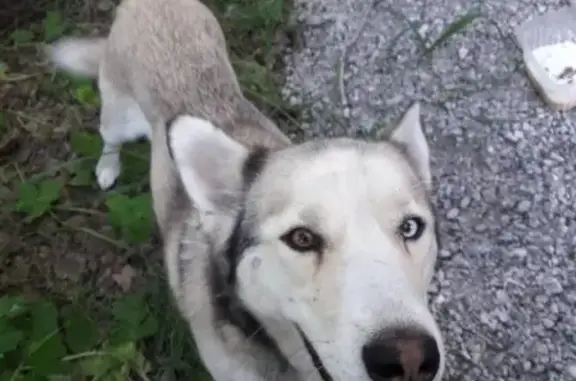 Найдена собака в Омске с грустными глазами
