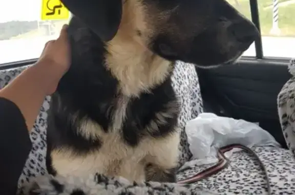 Найдена собака в орешках на остановке (Московская область, Руза)