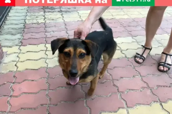 Найдена собака в Большом Козино, Нижегородская область